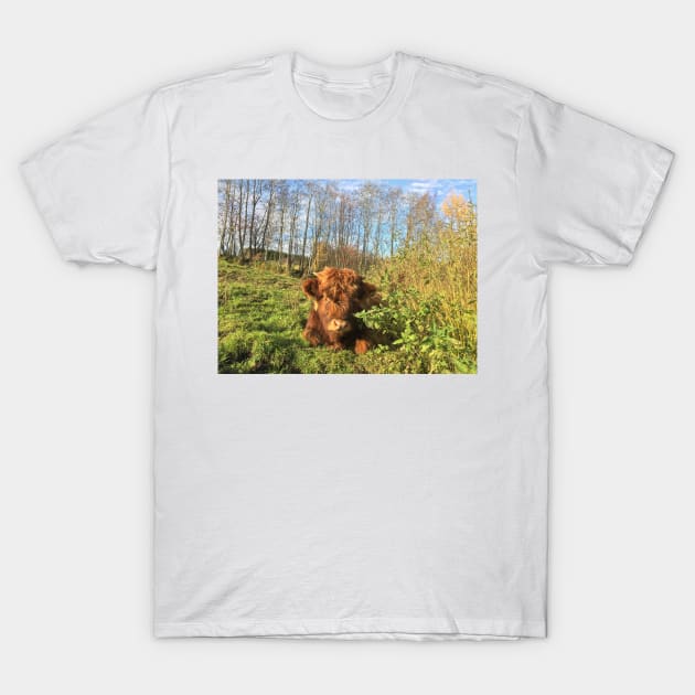 Scottish Highland Cattle Calf 1572 T-Shirt by SaarelaHighland